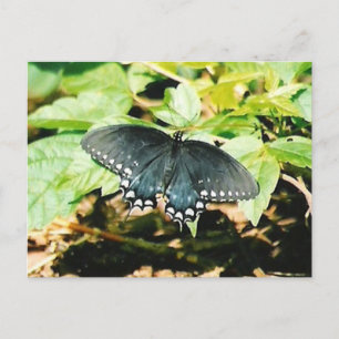 Cartes postales photo Black White Swallowtail