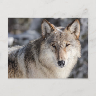 Cartes postales photo Wolf in the Snow