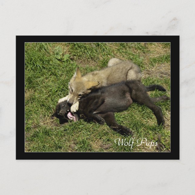 Cartes postales pour animaux sauvages de loup de b (Devant)