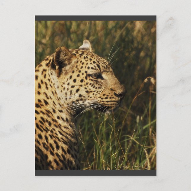 Cartes postales pour animaux sauvages Leopard (ale (Devant)