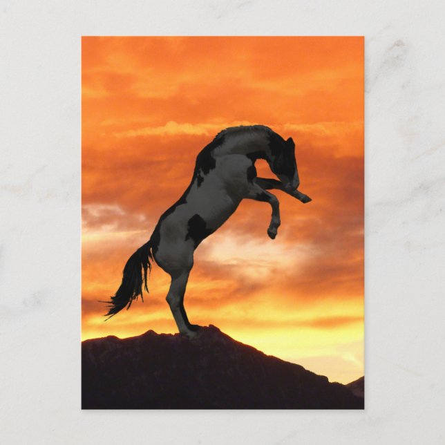 Cartes postales pour chevaux (Devant)