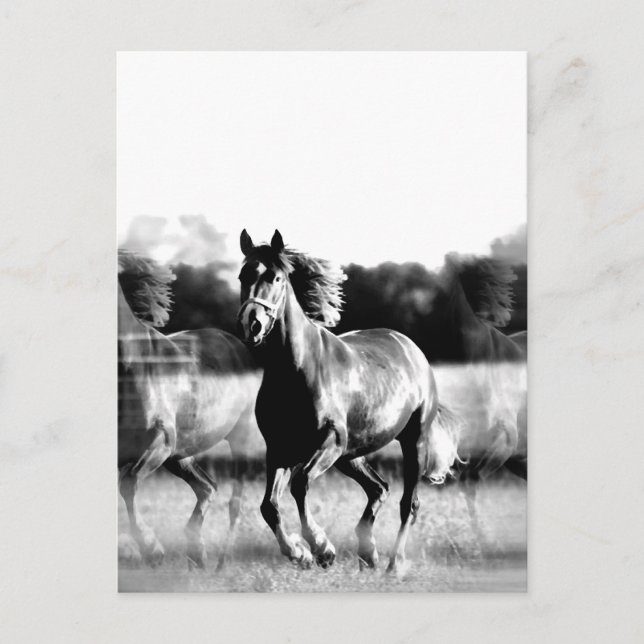 Cartes postales pour chevaux de course noir et bla (Devant)