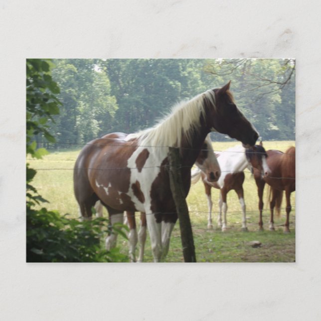 Cartes postales pour chevaux personnalisées (Devant)