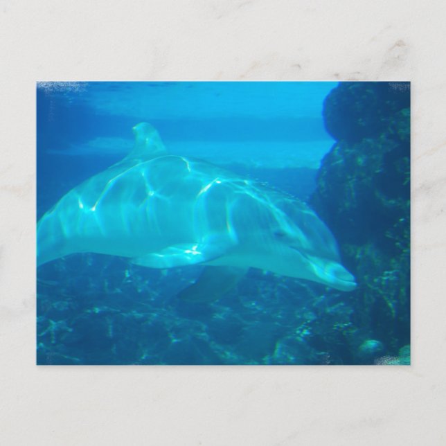 Cartes postales pour dauphins sous-marins (Devant)