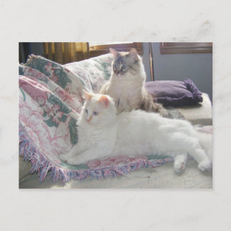 Cartes postales pour la tranquillité