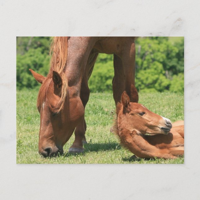 Cartes postales pour le pot et le Colt (Devant)