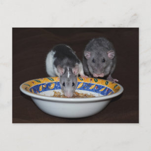 Cartes postales pour manger des rats mignons