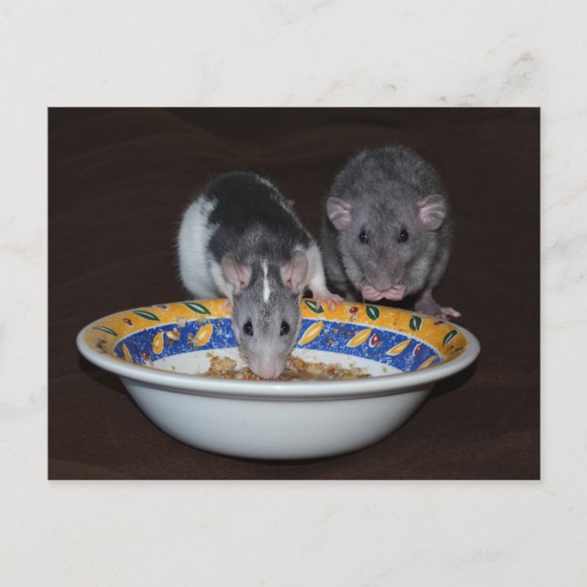 Cartes postales pour manger des rats mignons (Devant)