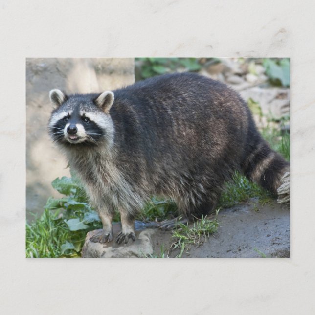 Cartes postales Raccoon (Devant)