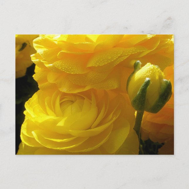 Cartes postales Ranunculus Jaune Lumineux (Devant)
