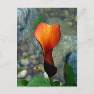 Cartes postales Red Calla Lily