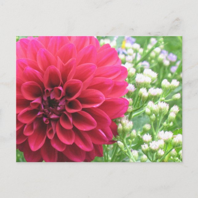 Cartes postales Red Dahlia (Devant)