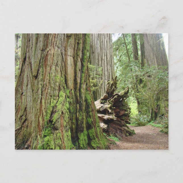 Cartes postales Redwood Tree Big California Redwoo (Devant)