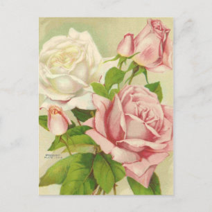 Cartes postales Roses vintages