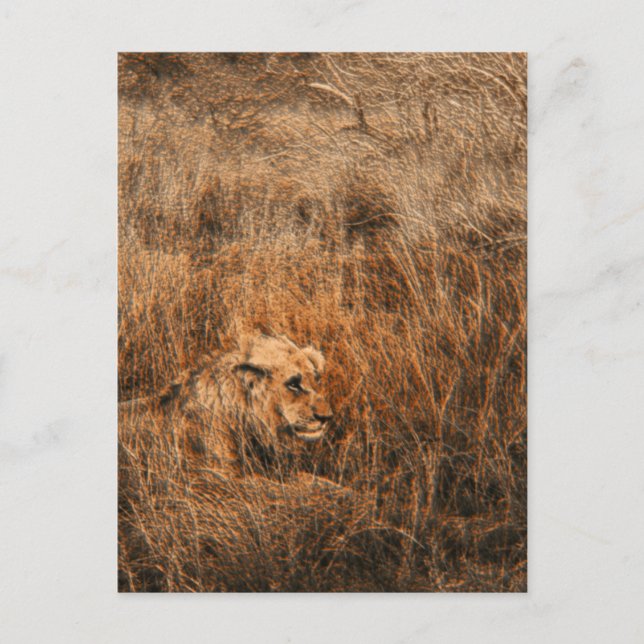 Cartes postales safari lion mâle animal sauvage (Devant)