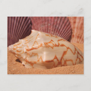Cartes postales Shells 619