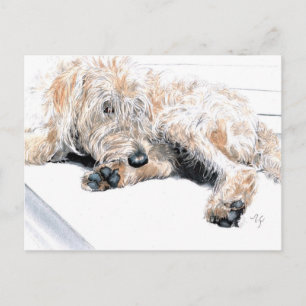 Cartes postales Sleepy Labradoodé