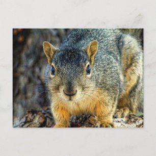 Cartes postales Sparky Squirrel