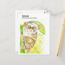 Cartes postales Tarsier-DNM