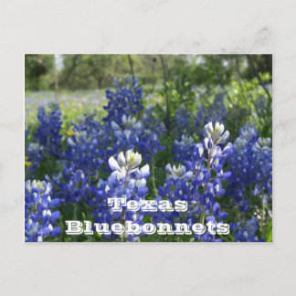 Cartes postales texanes !