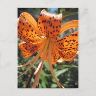 Cartes postales Tiger Lily