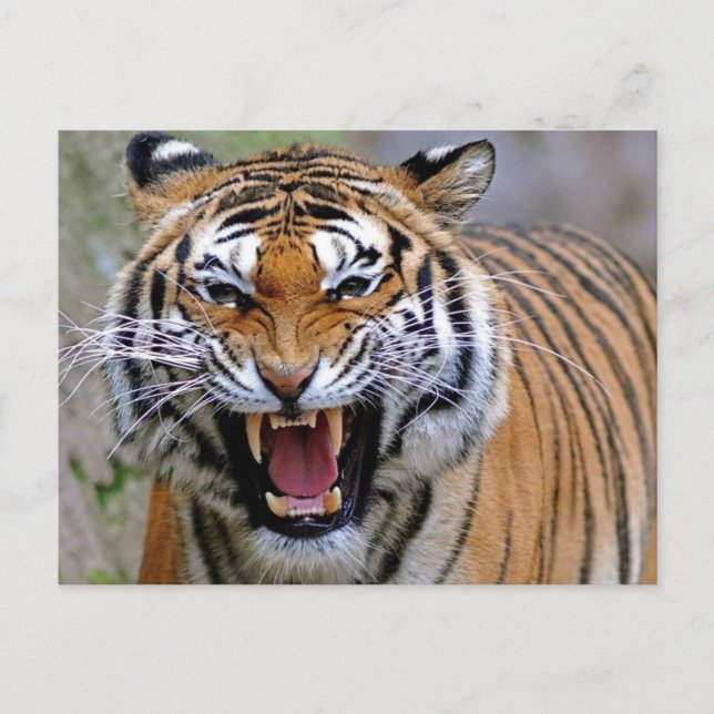Cartes postales Tigre en colère (Devant)