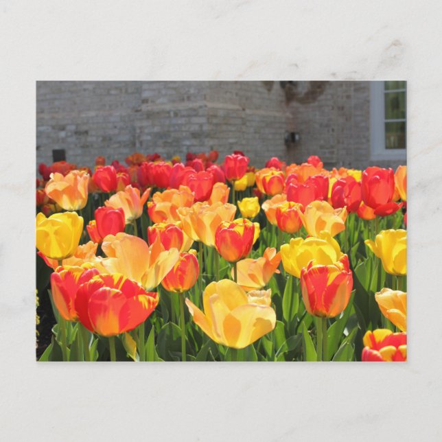 Cartes postales Tulip (Devant)