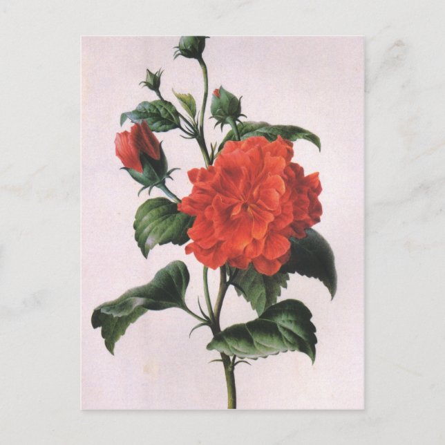 Cartes postales vintage Red Rose (Devant)