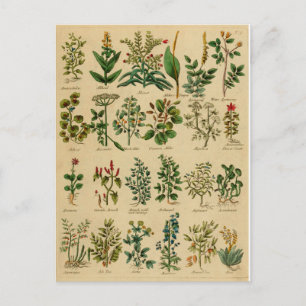 Cartes postales vintages à base de plantes - 1
