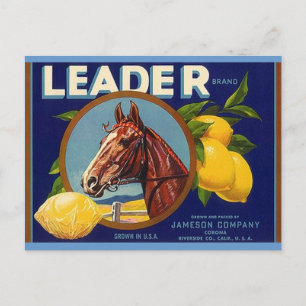 Cartes postales vintages pour Cheval Thoroughbred 