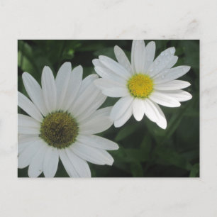 Cartes postales White Daisy