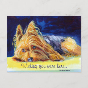 Cartes postales Yorkshire Terrier