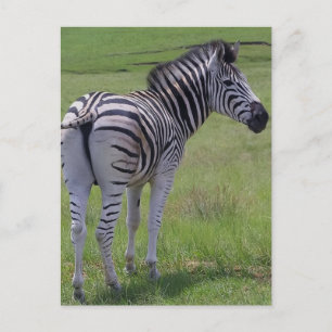 Cartes postales Zebra Attitude