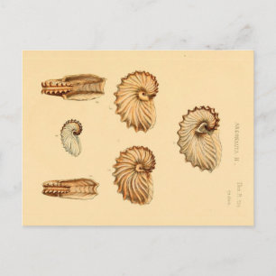 Cartes postales Zoological Sketch Coques de mer ag