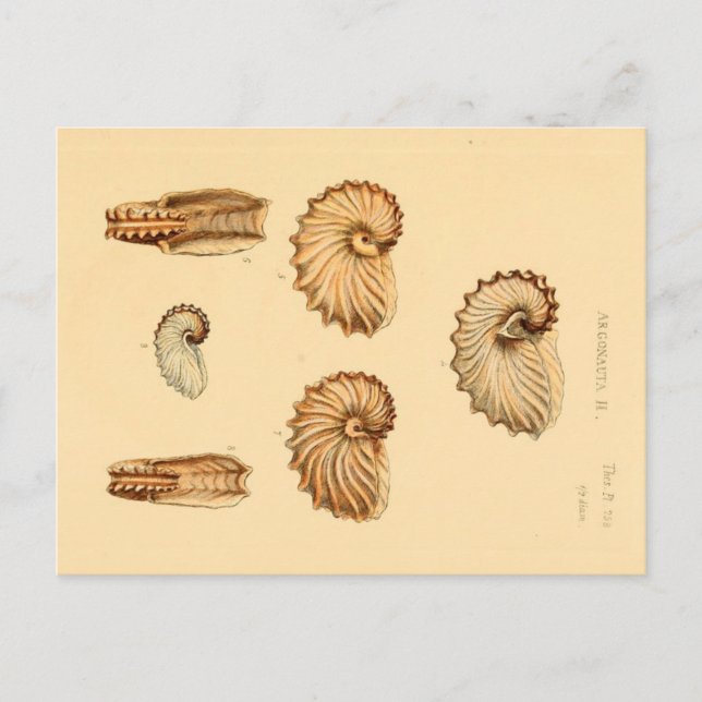 Cartes postales Zoological Sketch Coques de mer ag (Devant)