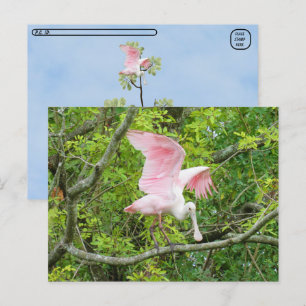 Cartes postfranchissement - Carte postale Porte-Ca