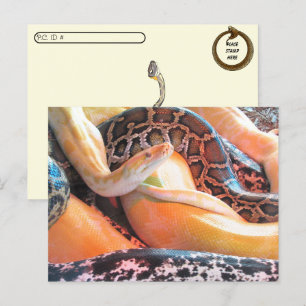 Cartes postfranchissement - Den of Snakes