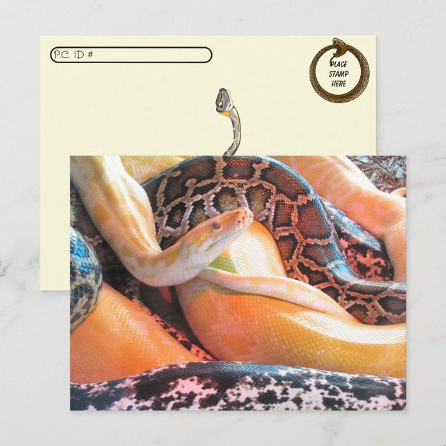 Cartes postfranchissement - Den of Snakes (Devant / Derrière)