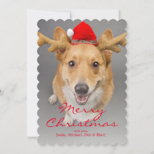 Cartes Pour Fêtes Annuelles A Red and white Pembroke Welsh Corgi dog