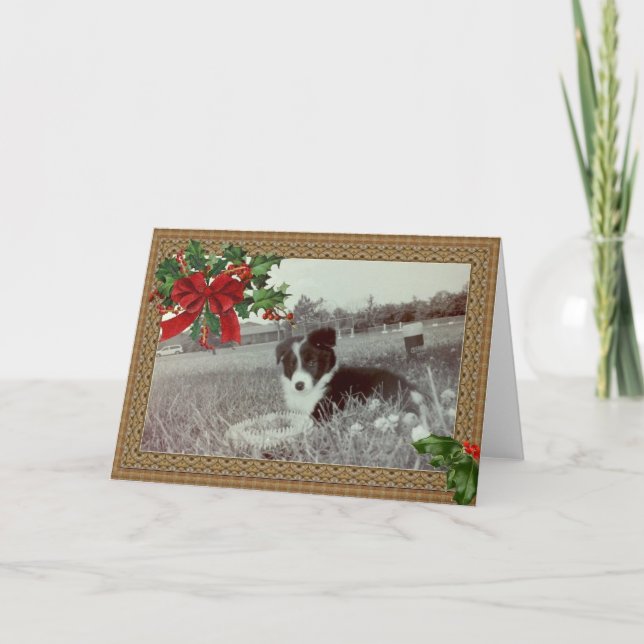 Cartes Pour Fêtes Annuelles Abby l'incroyable frontière Collie~Carte de Noël (Devant)