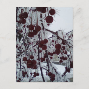 Cartes Pour Fêtes Annuelles Abri de duluth aux baies congelées