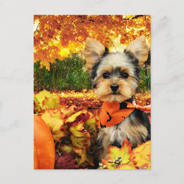 Cartes Pour Fêtes Annuelles Action de grâce d'automne - Max - Yorkie (Devant)