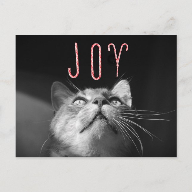 Cartes Pour Fêtes Annuelles adorable chat de Noël (Devant)