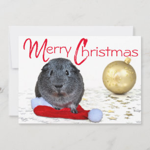 Cartes Pour Fêtes Annuelles Adorable Joyeux Noël Guinée Cochon Ornament or