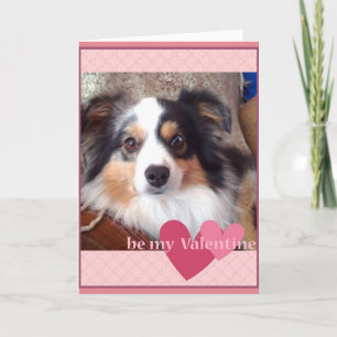 Cartes Pour Fêtes Annuelles adorable MinI Australian Shepherd Valentines Card