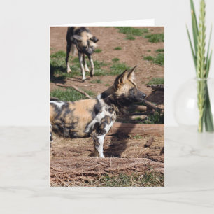 Cartes Pour Fêtes Annuelles african-wild-dog-008