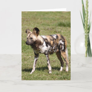 Cartes Pour Fêtes Annuelles african-wild-dog-016