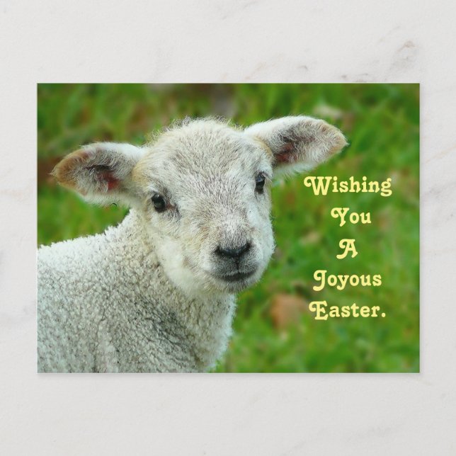 Cartes Pour Fêtes Annuelles Agneau doux (Devant)