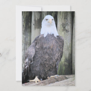 Cartes Pour Fêtes Annuelles Aigle