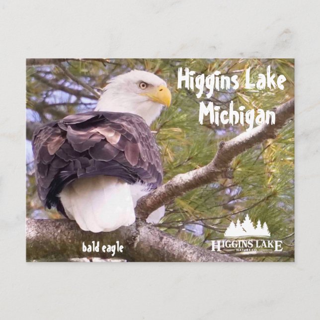Cartes Pour Fêtes Annuelles Aigle à tête blanche au lac Higgins, Michigan (Devant)
